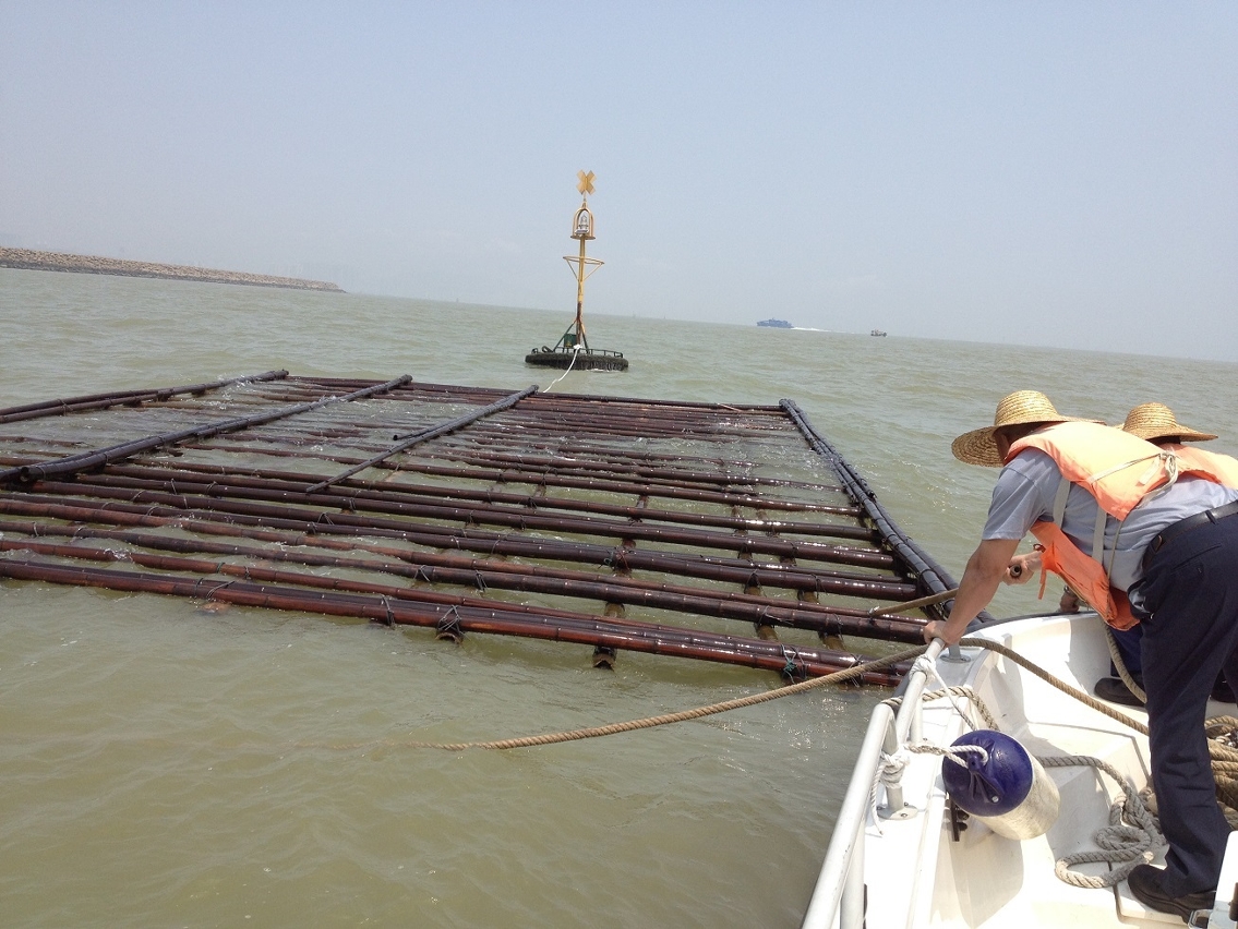 氹仔航道入口附近海面發現大型漂浮木排