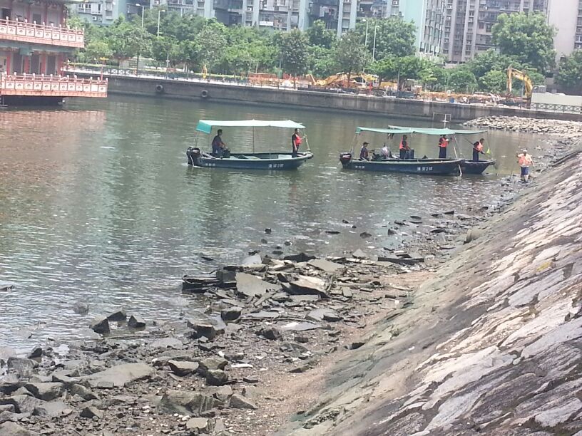 海事及水務局及時清理筷子基北灣死魚