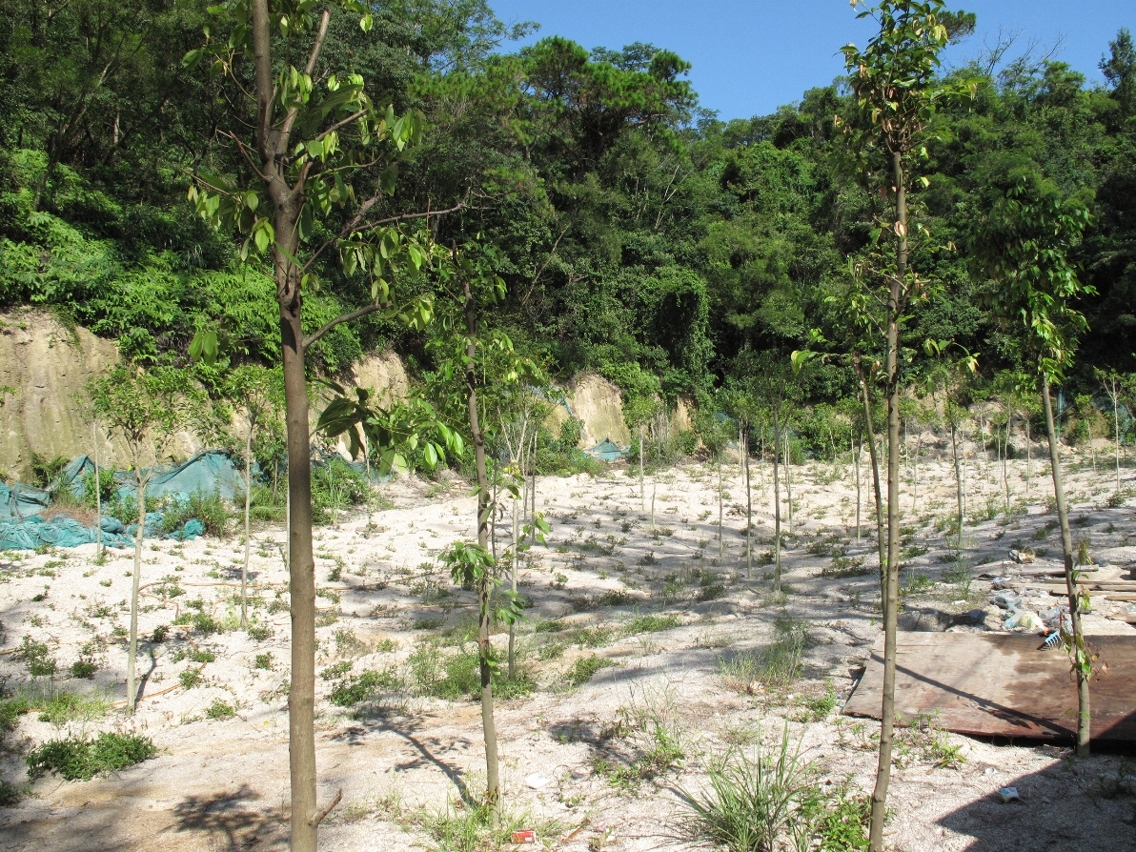 圖2：雖然政府對已收回的政府土地展開植樹造林，但要回復當年的地貌需長時間。