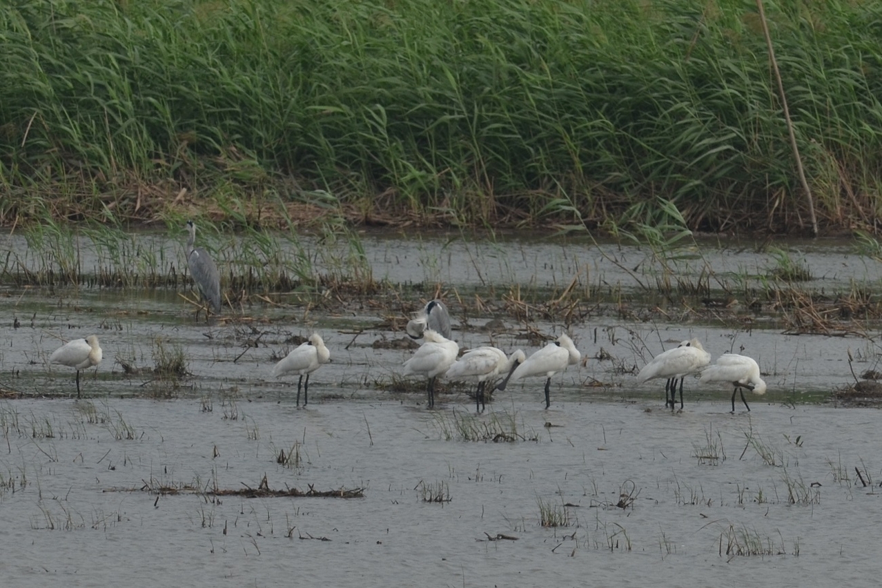 Com o início da nova época das aves migratórias, chegaram os primeiros colhereiros-de-cara-preta às Zonas Ecológicas do COTAI.
