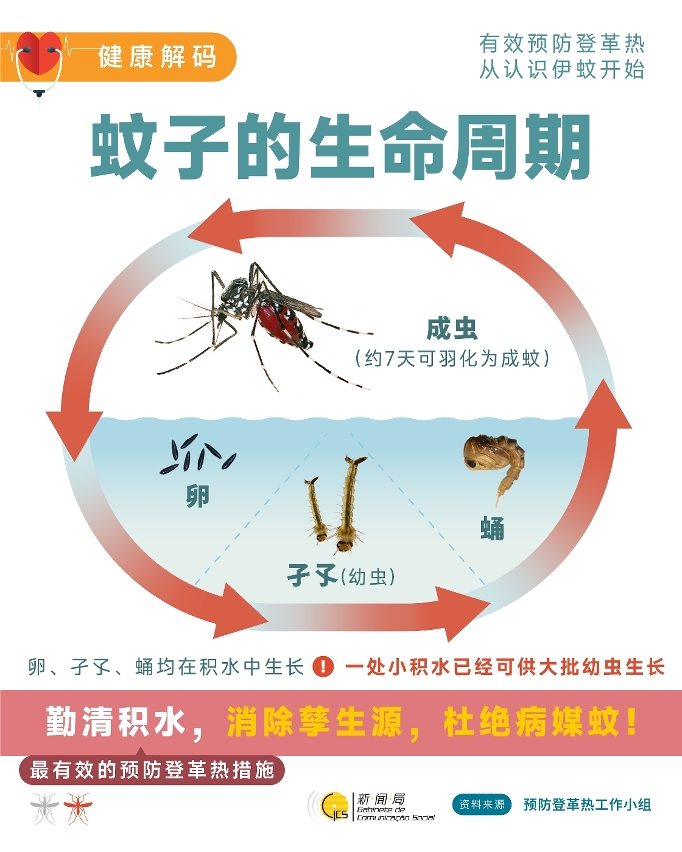 有效预防登革热  从认识伊蚊开始 (2)