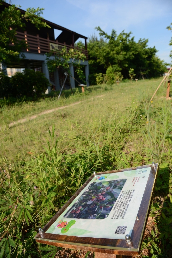 Instalaram-se, no trilho de estudo, junto de plantas, placas com explicações ilustradas sobre as características das mesmas.