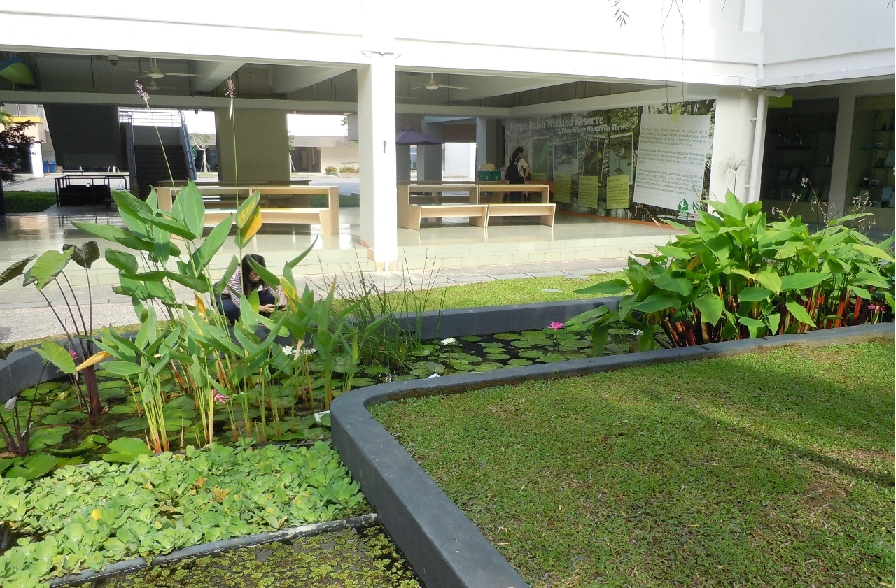 Zona húmida artificial com tratamento de águas residuais da eco-escola local - Commonwealth Secondary School, Singapura