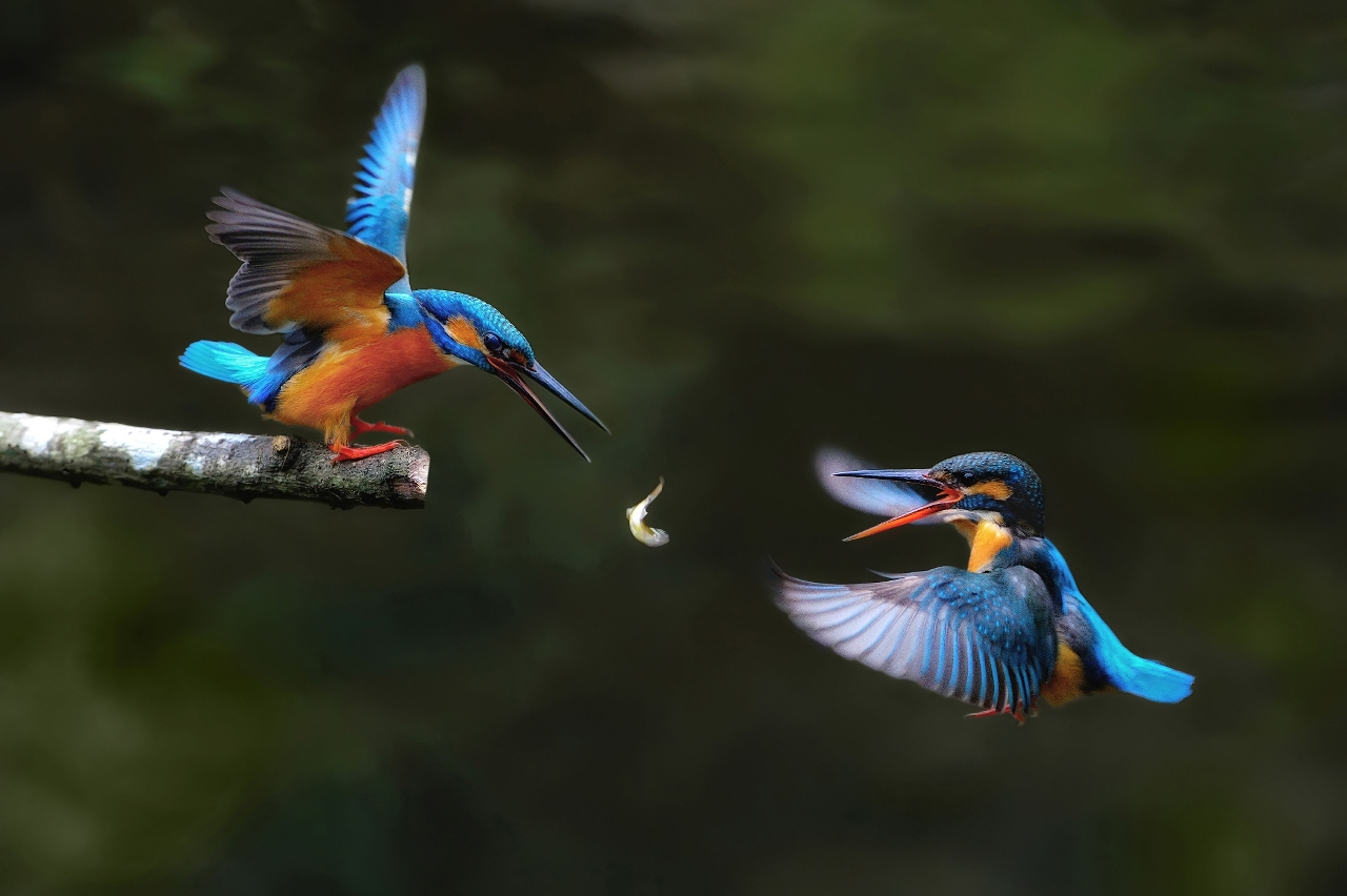 1.ª classificação: “Este peixe é meu”  Autor: Lai Kin Hou