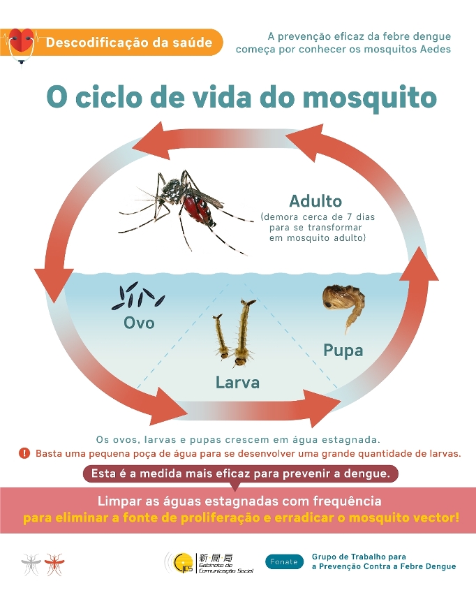 A prevenção eficaz da febre dengue começa por conhecer os mosquitos aedes